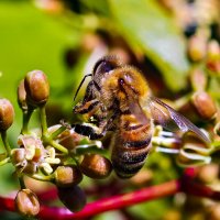 гость цветка :: Laryan1 