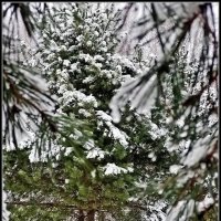 Ноябрь. Примерка зимнего наряда :: Ольга Довженко