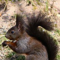 Рыжей Белке повезло: Время рыжее пришло. –Осень, тётушка, привет! Мне к лицу твой рыжий цвет! :: "The Natural World" Александер