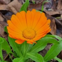 Яркий цветок :: Наталья Яркий цветок :: Наталья