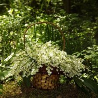 В весеннем лесу! :: Нина Андронова