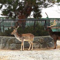В парке Тайган :: Татьяна Тюменка