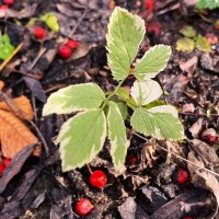 осеннее... :: Olga Oskolkova