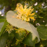 липа цветет... :: Olga Oskolkova