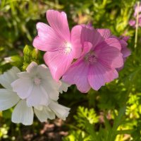 "цветок по имени невеста" :: Olga Oskolkova