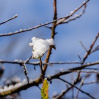 **** :: Анатолий Портнов