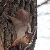 тоже городские жители :: Олег Лукьянов тоже городские жители :: Олег Лукьянов