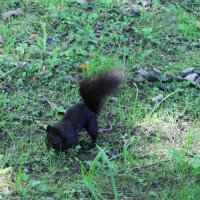 прячет добычу :: Любовь ***