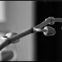 Бутоны орхидеи... :: Руслан 