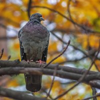 Голубь :: Игорь Протасов