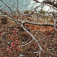 Бархатный сезон. Крым. :: Галина 