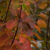 Листья осени. :: Юрий Полторыхин.