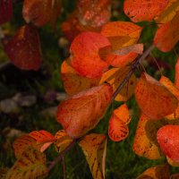 Цвета осени :: Юрий Полторыхин. Цвета осени :: Юрий Полторыхин.