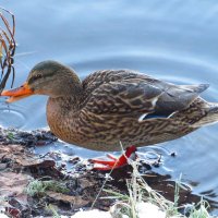 Выбралась на берег :: Андрей Снегерёв