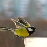 Что-ли - нырнуть ?! :: Юрий Куликов Что-ли - нырнуть ?! :: Юрий Куликов