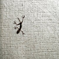 Ночной гость :: Serg _