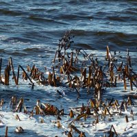 Памперо — холодный штормовой  юго-западный ветер) :: Марина 