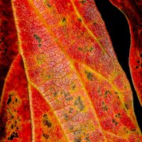 Жгучая жизнь :: Георгий А