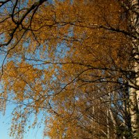 Вспоминая прошедшую осень... :: Наталья Лунева 