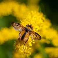 Мушенция... :: Николай Гирш Мушенция... :: Николай Гирш