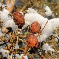 Ноябрь. Шишки лиственницы. :: Михаил Колосов 