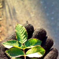 Осень на исходе :: светлана льдокова