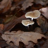 Репортаж из осени ...4 :: александр донченко