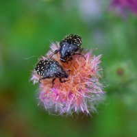 Жуки. :: Александр 