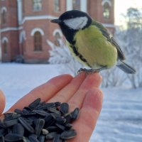 Синица :: Сапсан 