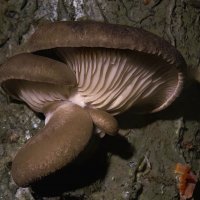 вешенка осенняя  7,11,25 :: Va-Dim ...