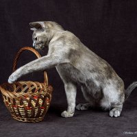 Бурманская кошка :: Светлана Ищенко