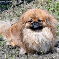 Пикинес - Хан :: Светлана Ищенко Пикинес - Хан :: Светлана Ищенко