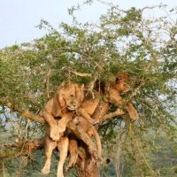 Просто «тусуюсь» :: Валерий Кокорев