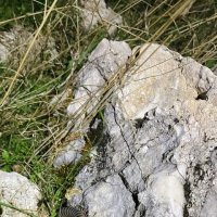 Скалопендра :: Георгиевич Скалопендра :: Георгиевич