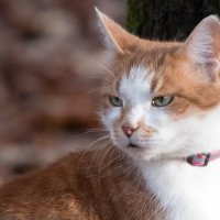 ** :: Владимир Безбородов