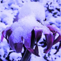 Засыпало красавицу :: Людмила Смородинская Засыпало красавицу :: Людмила Смородинская