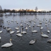 И снова  о зимовке лебедей на озере Светлом :: Татьяна Лютаева