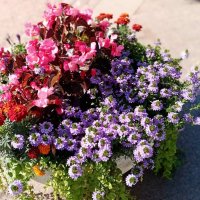 Цветы. :: Владимир Драгунский Цветы. :: Владимир Драгунский