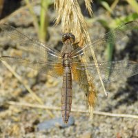 Крокотемис в сентябре :: Константин Штарк