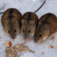 Трио на первом снегу :: Лина 