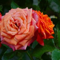 Цветы на городских клумбах в сентябре. :: Милешкин Владимир Алексеевич 