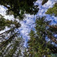 Под сенью лиственничных крон :: Евгений 