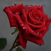 Особо прекрасны розы в ноябре... :: Надежда Куркина 