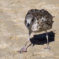 Блатной по кличке "Птиц" :: Alexandеr P