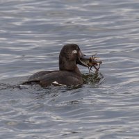турпан. :: юрий макаров