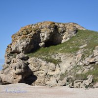 Природа Крыма :: Amazing Cosmea