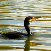 Вынырнул :: Юрий. Шмаков