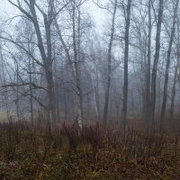 Ноябрь шепчет сквозь туман :: Александр Синдерёв