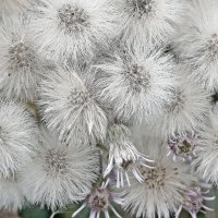 Букет ноября! :: Валентина  Нефёдова 