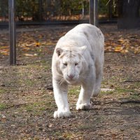 В парке Тайган :: Татьяна Тюменка